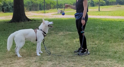 Customer photo review of Blue Line Handsfree Rope Leash