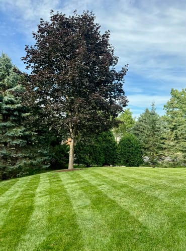 Customer photo review of Big League Lawns - CheckMate™ for Push Mowers