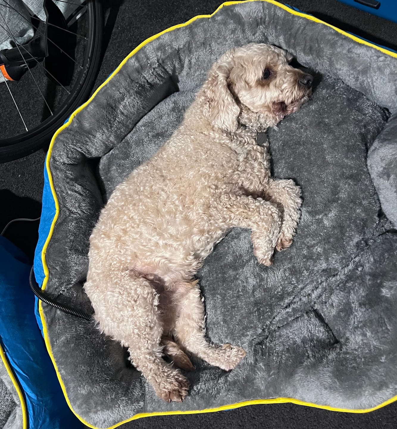 Customer photo review of PaWz Electric Pet Heater Bed Thermal Protection