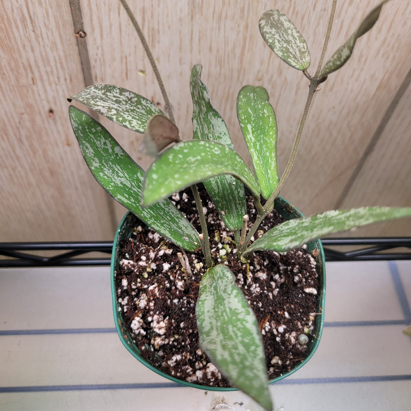 Customer photo review of Hoya sigillatis
