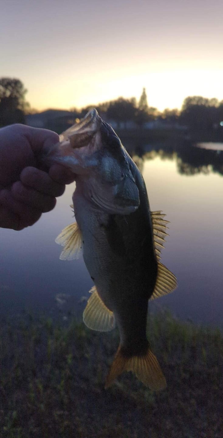 Customer photo review of TRUSCEND PoPobait with BKK Hooks, Top Water Whopper Plopper Fishing Lures for Bass Walleye Pike Catfish, Floating Lure for Freshwater or Saltwater Amazing Lures Fishing Gifts for Family Fishing [WM]