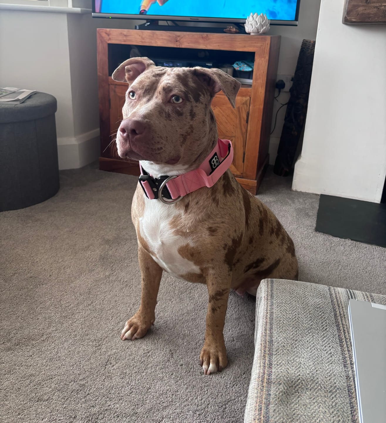 Customer photo review of 5cm Combat® Collar | With Handle & Rated Clip - Pink v2.0