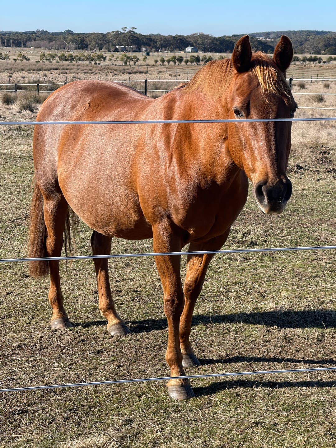 Customer photo review of EquiBind