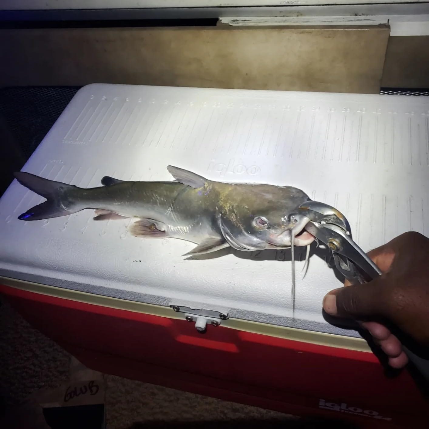 Customer photo review of Swimmax Fishing Lure | Eight-Segmented | BKK Hook |  Easy Catch | Rattling with Noise | Heavy-Duty Dyneema Fiber Joint | Jointed Swimbait for Bass & Trout & Crappie