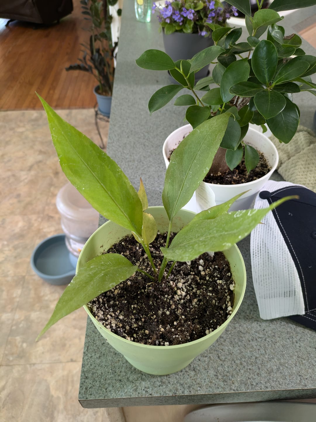 Customer photo review of Anthurium 'Big Red Bird'