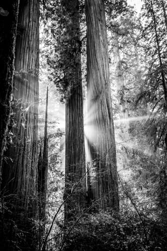 Customer photo review of Giclee Fine Art Prints 16x24