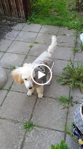 Customer video review of Jacson Barbro - Regnjakke, Beige