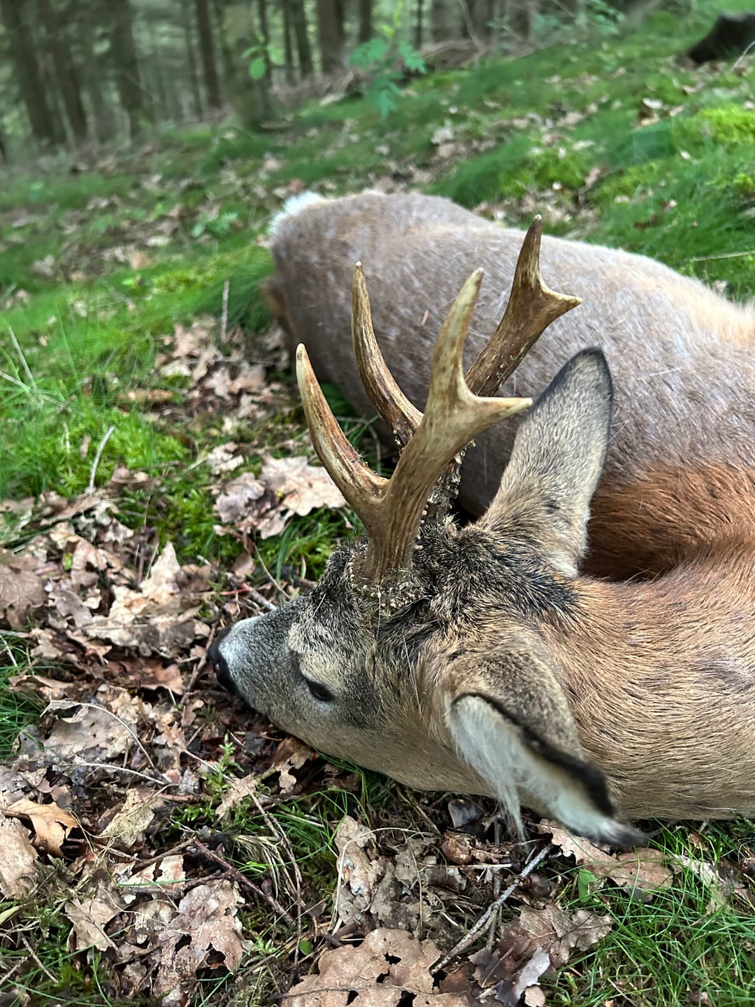 Customer photo review of Nachfüllpack - Salzspray Apfel - Schwarzwild, Rehwild, Rotwild und Damwild Wildlockmittel