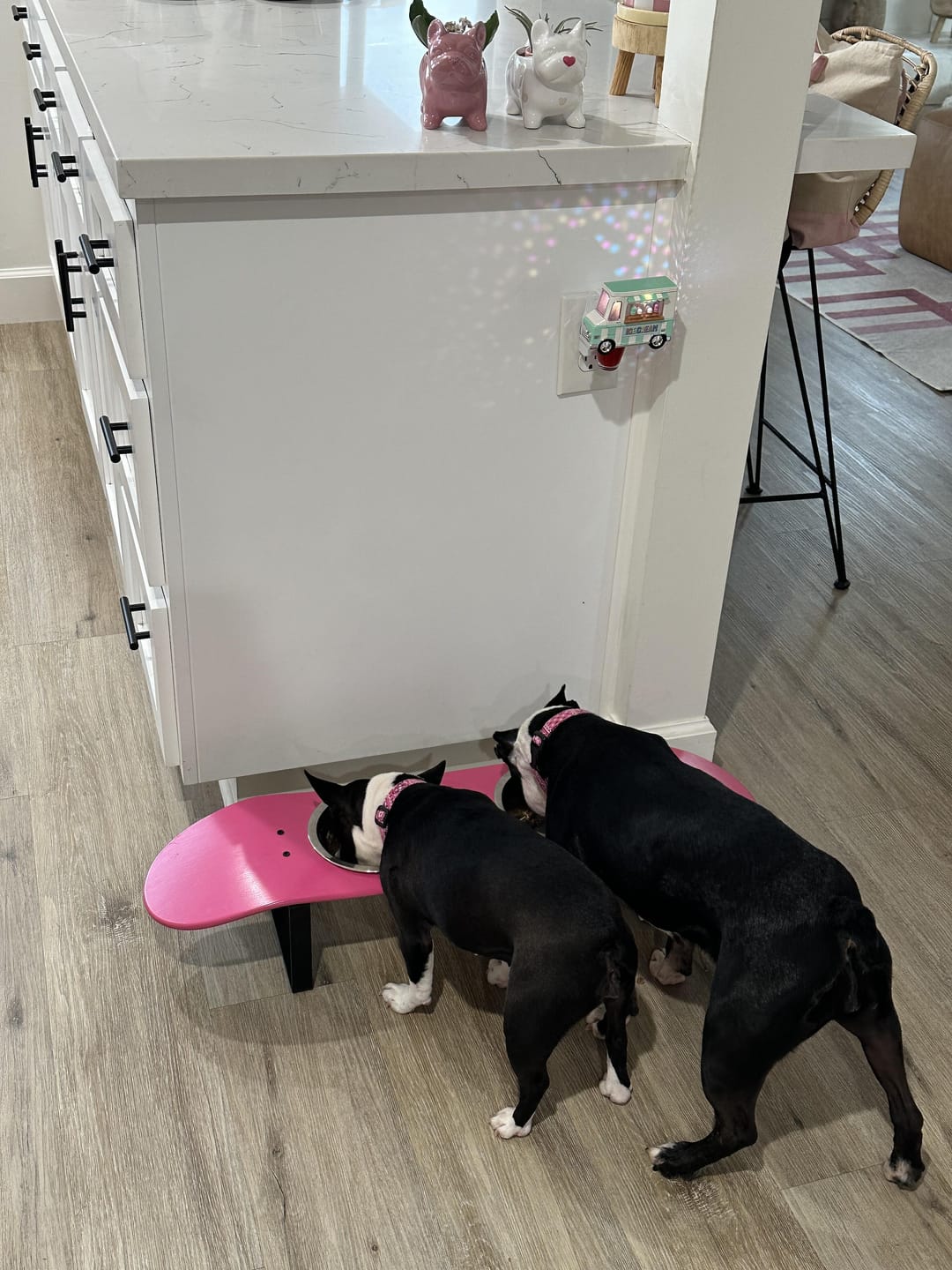 Customer photo review of Shred City Skateboard Dog Bowl
