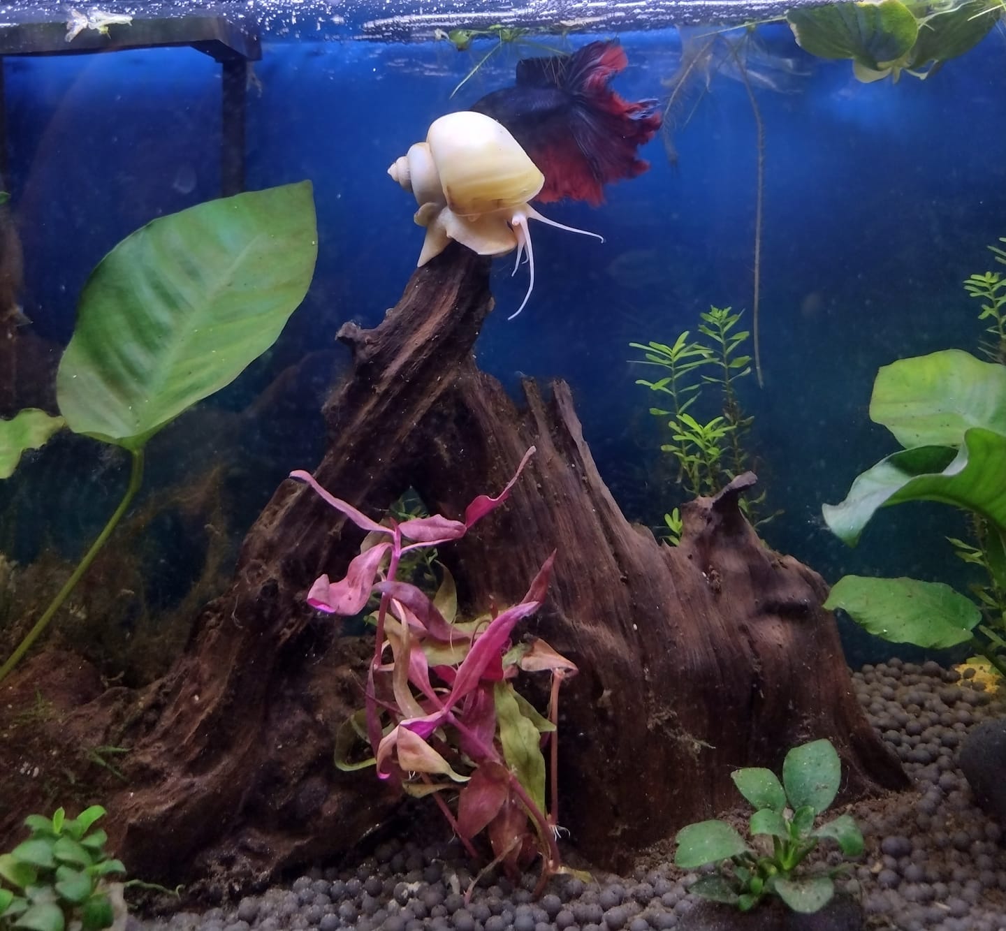 Customer photo review of Scarlet Temple  (Alternanthera reineckii)