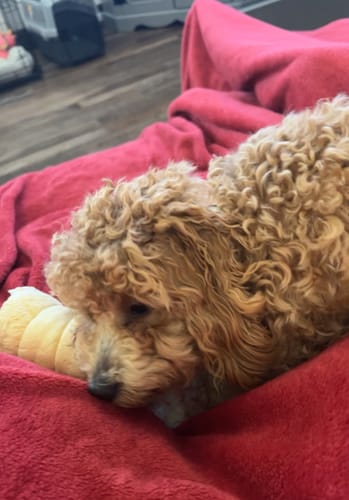 Customer photo review of Beef Cheek Rolls