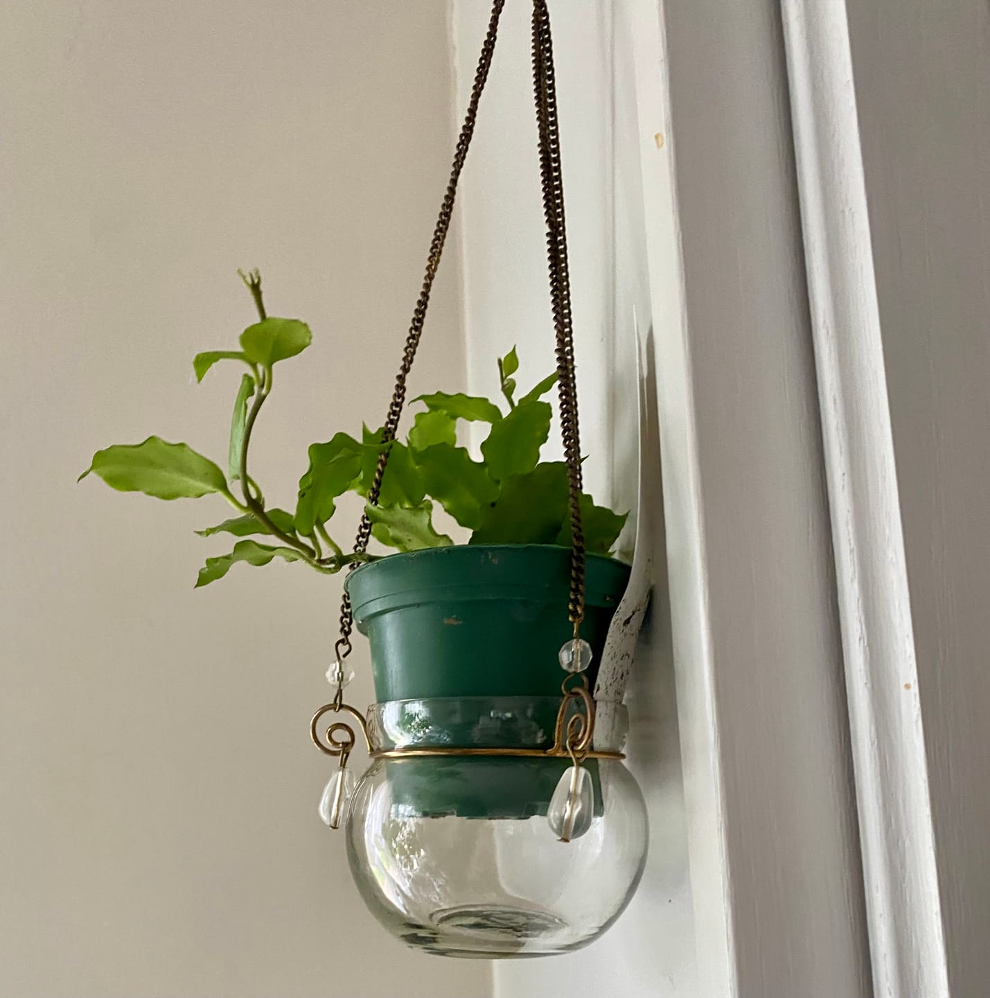 Customer photo review of Hoya endauensis