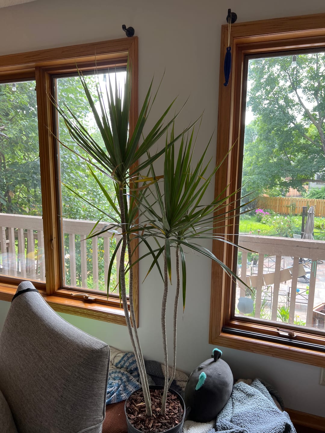 Customer photo review of Dracaena Dragon Tree Green, Tree Form