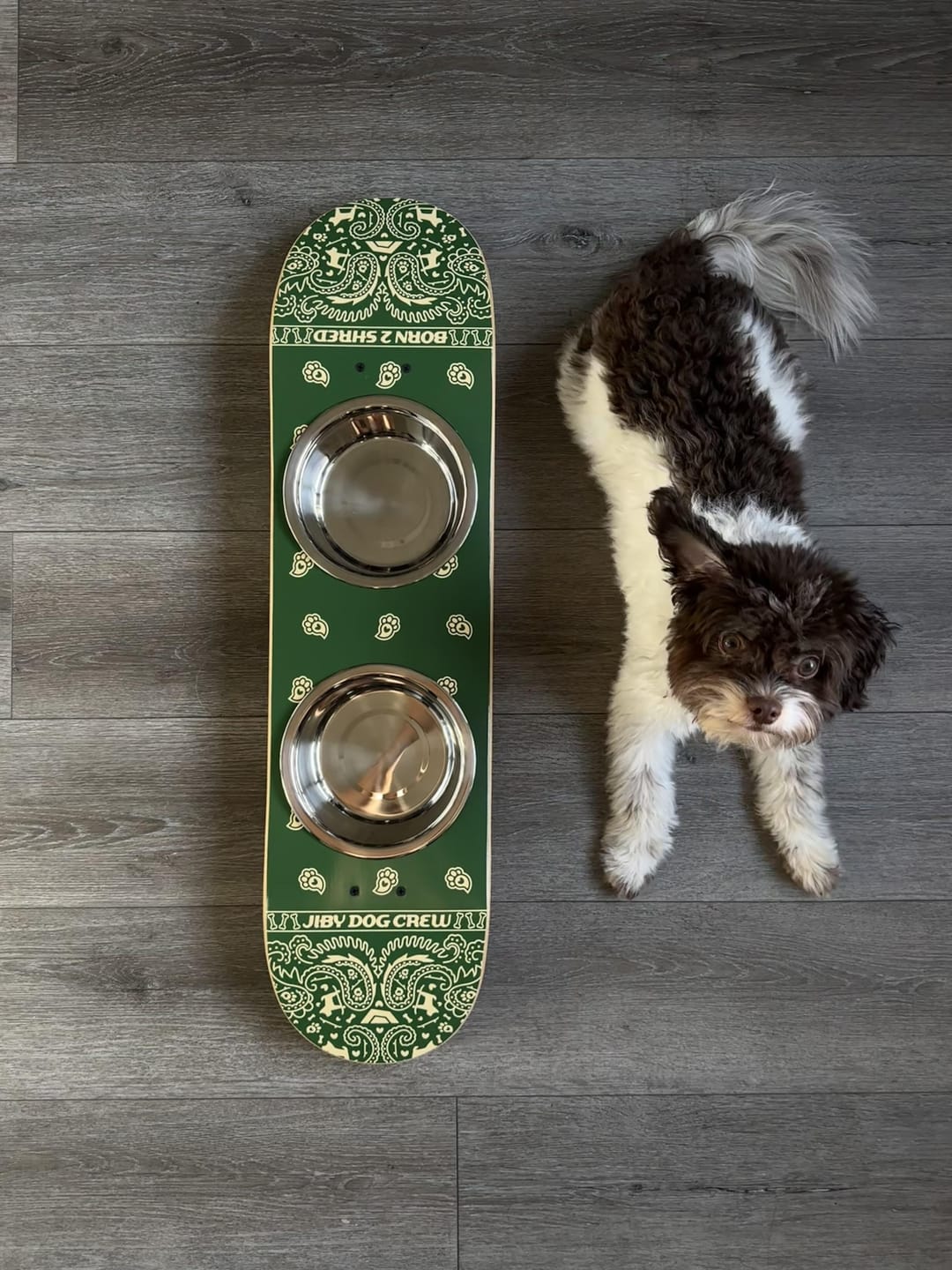Customer photo review of Pawsley Green Skateboard Dog Bowl