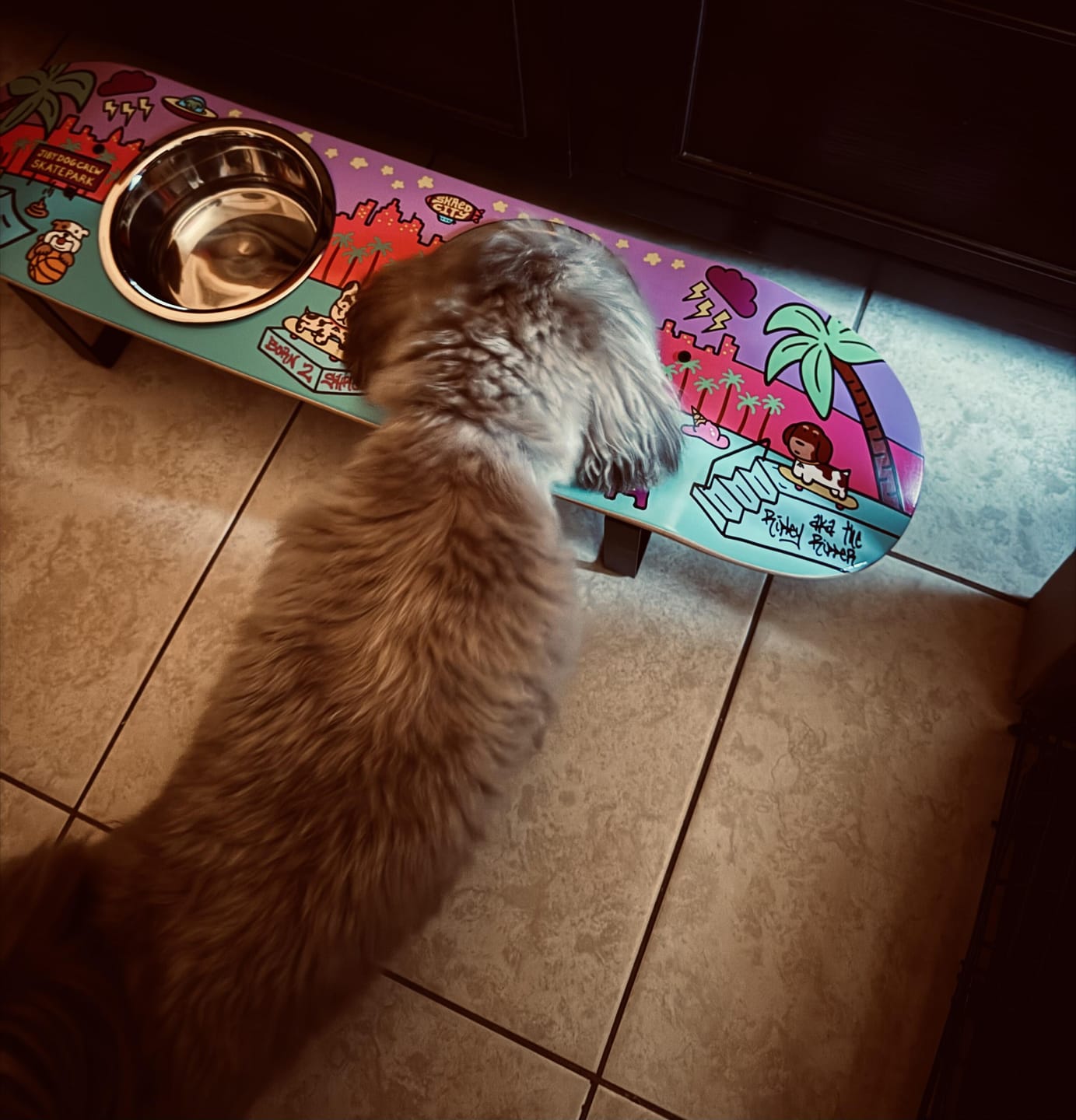 Customer photo review of Shred City Skateboard Dog Bowl