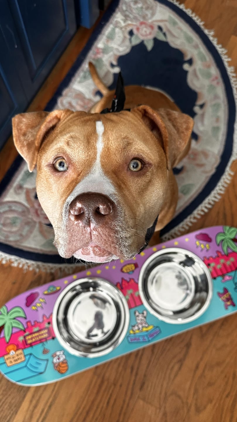 Customer photo review of Shred City Skateboard Dog Bowl