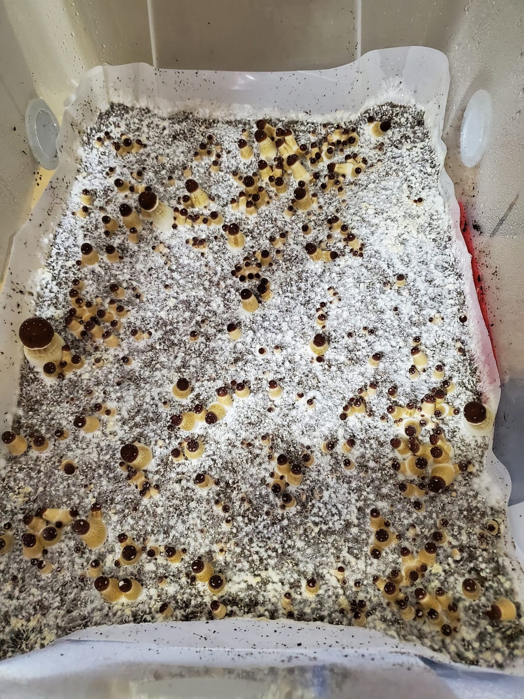 Customer photo review of Adherable Monotub Filters