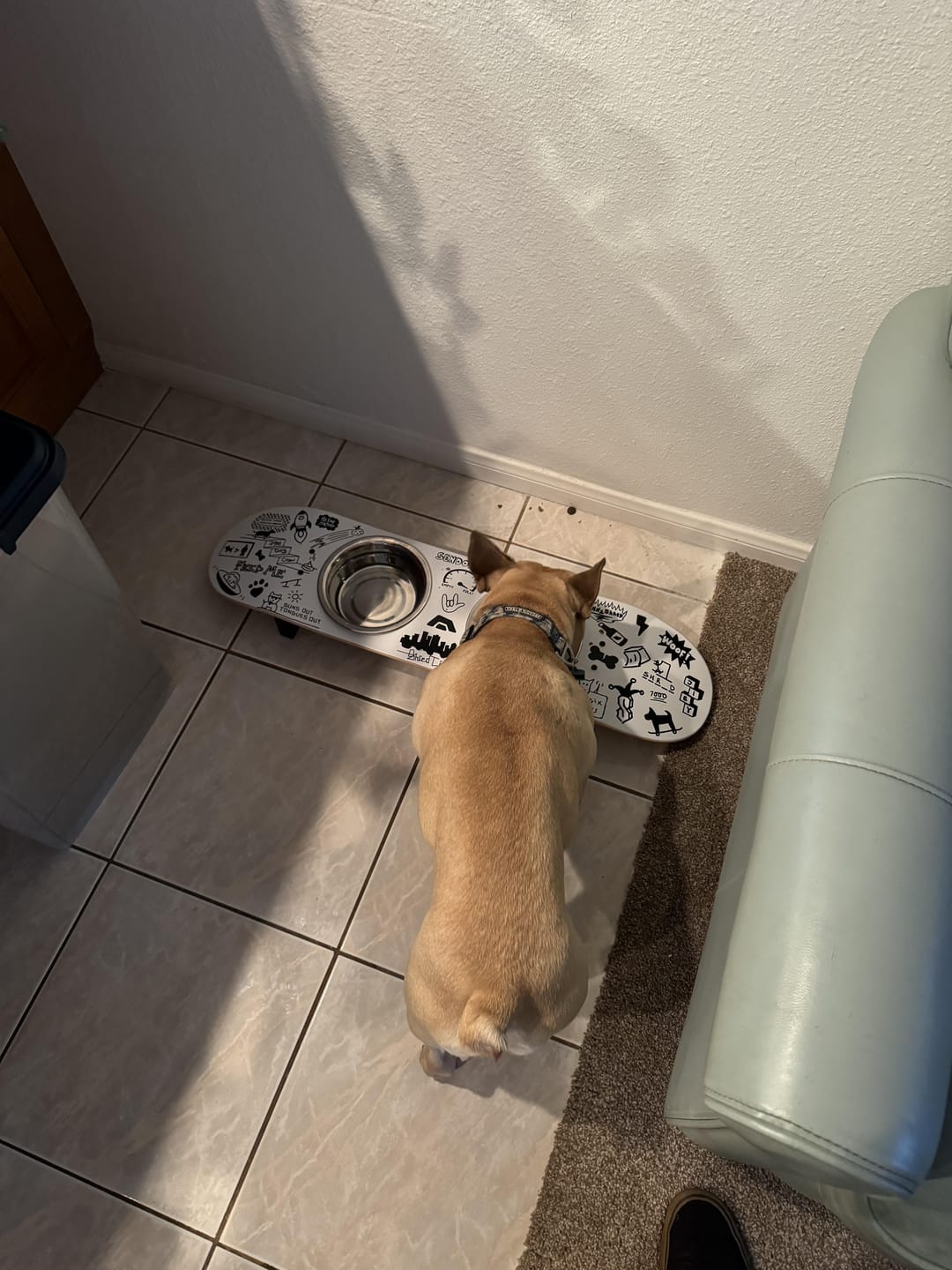 Customer photo review of Doodle Skateboard Dog Bowl