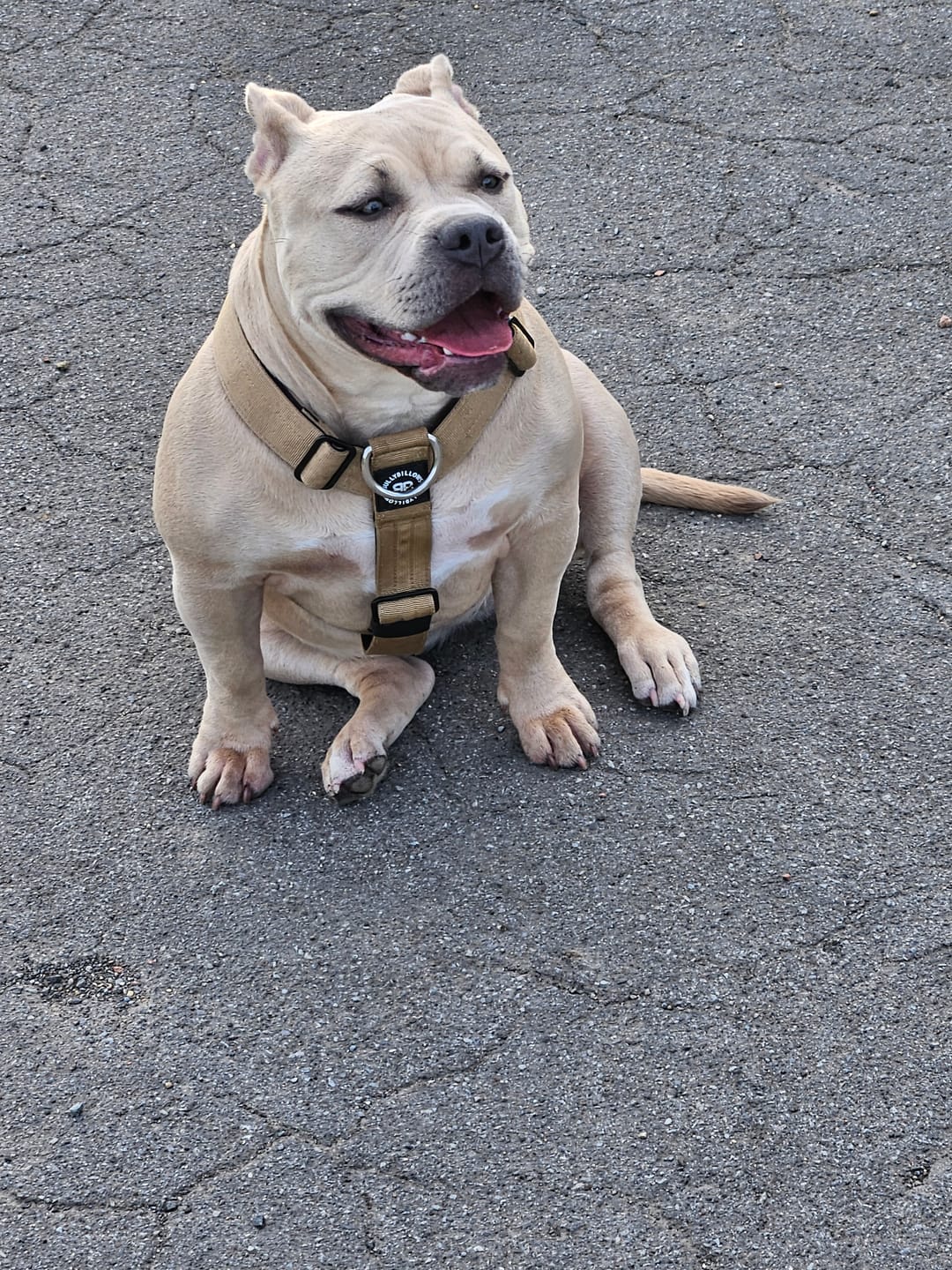 Customer photo review of TRI-Harness® | Anti-Pull, Adjustable & Durable - Dog Trainers Choice - Military Tan v2.0
