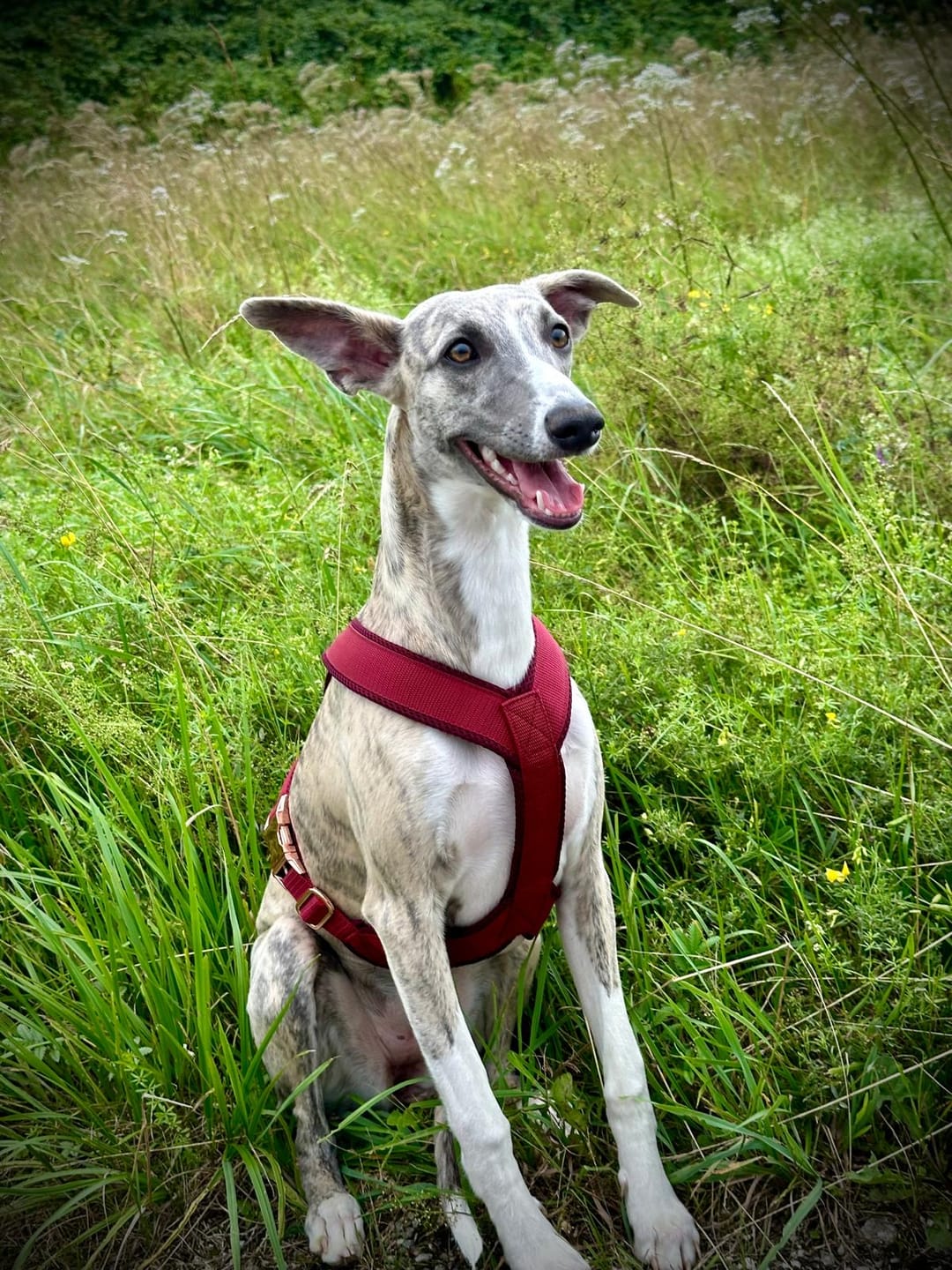 Customer photo review of Hundegeschirr PRO "Bordeaux"