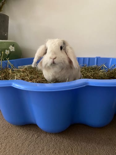 Customer photo review of Botanical Blend