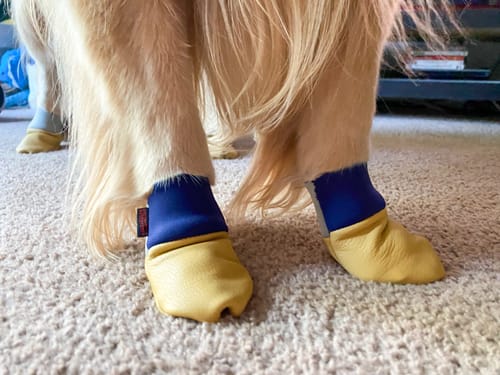 Customer photo review of Leather Dog Booties - Doccasins - 1 pair