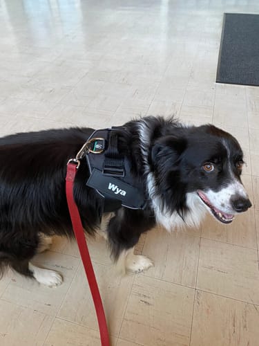 Customer photo review of No-Pull Paw Harness™