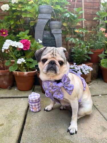 Customer photo review of Disney© Tough Trails™ Harness - Bambi + Friends Lilac