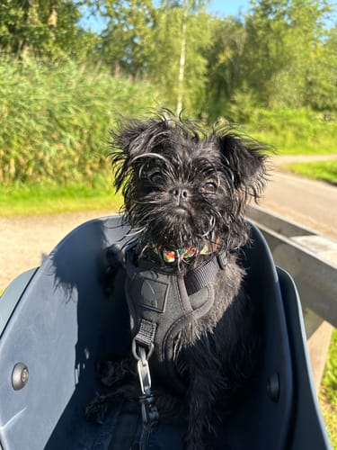 Customer photo review of Kvisp Dog Bike Carrier