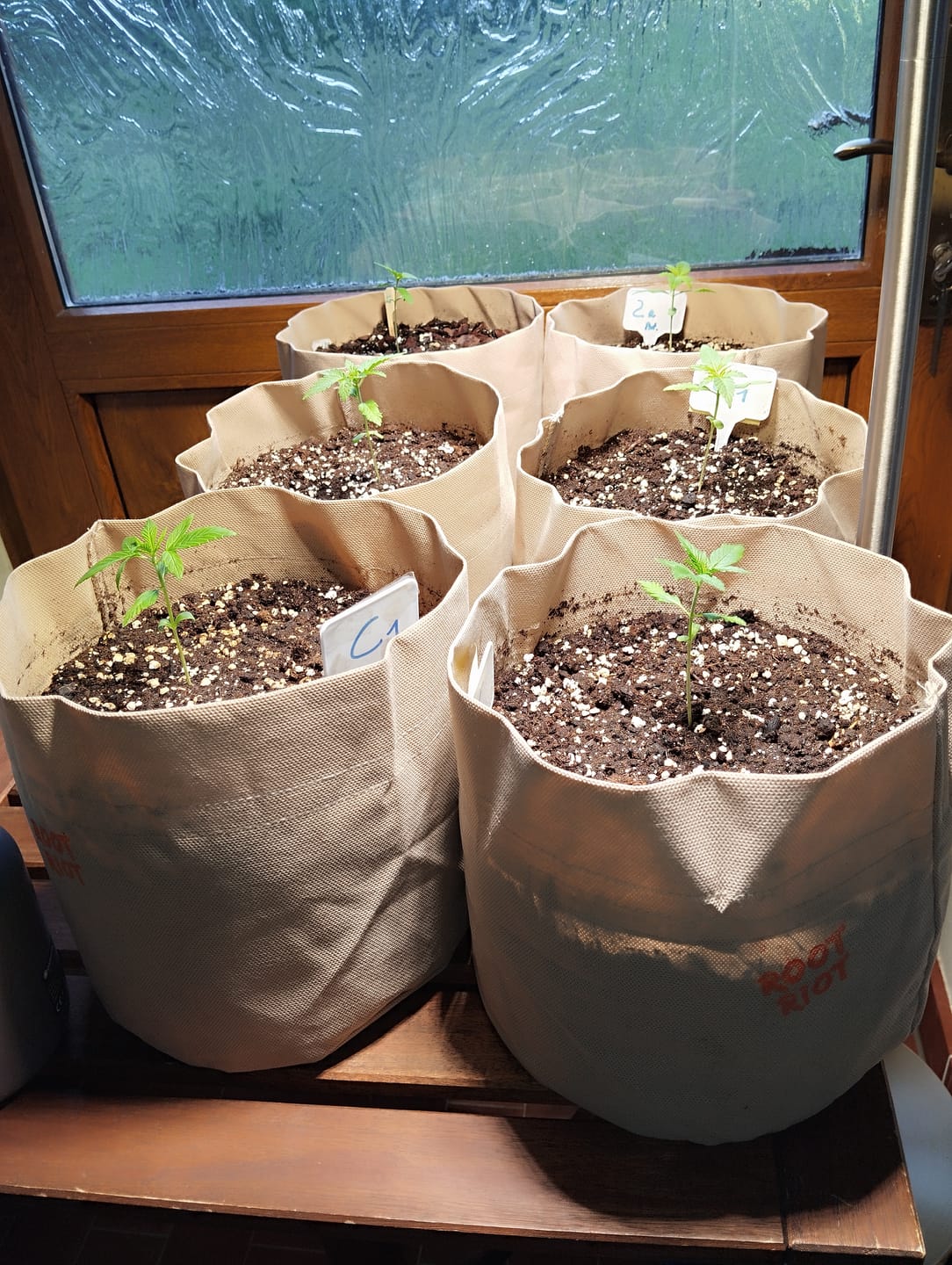 Customer photo review of Root Heaven Stoff Topf