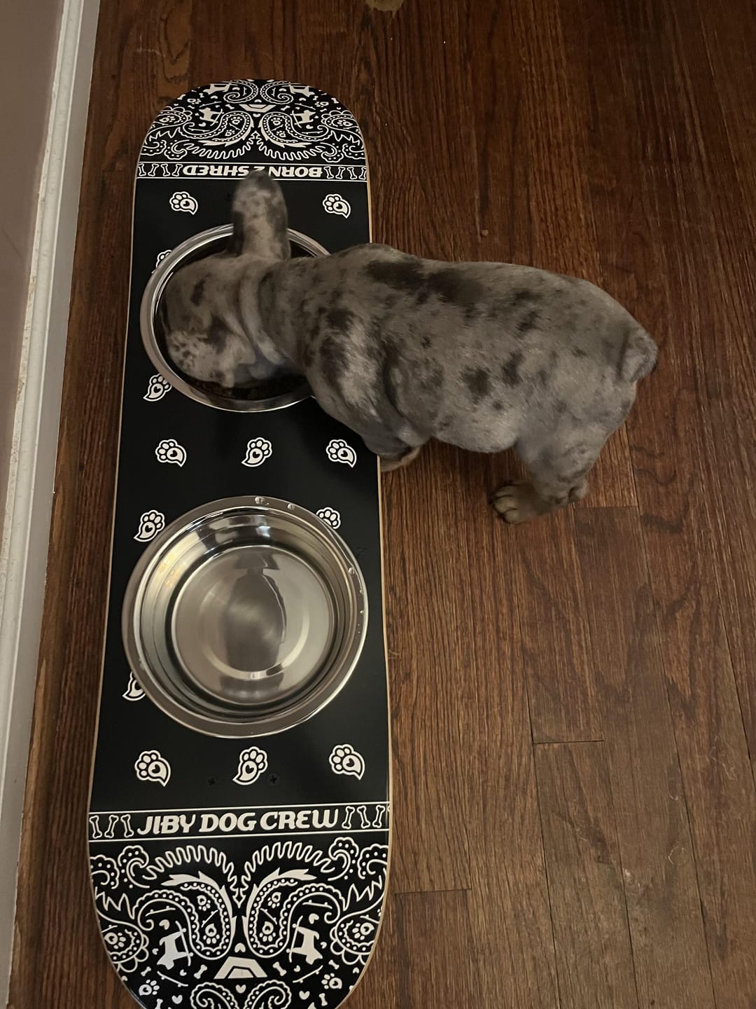 Customer photo review of PAWSley Black Skateboard Dog Bowl