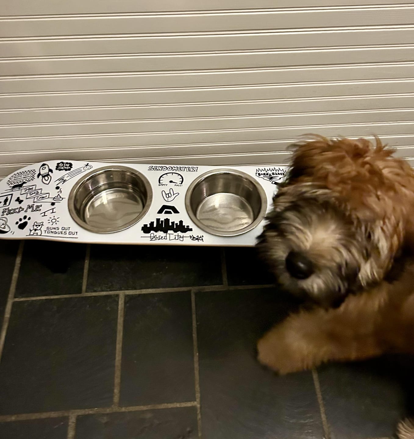 Customer photo review of Doodle Skateboard Dog Bowl