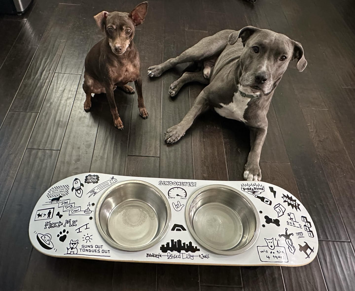 Customer photo review of Doodle Skateboard Dog Bowl