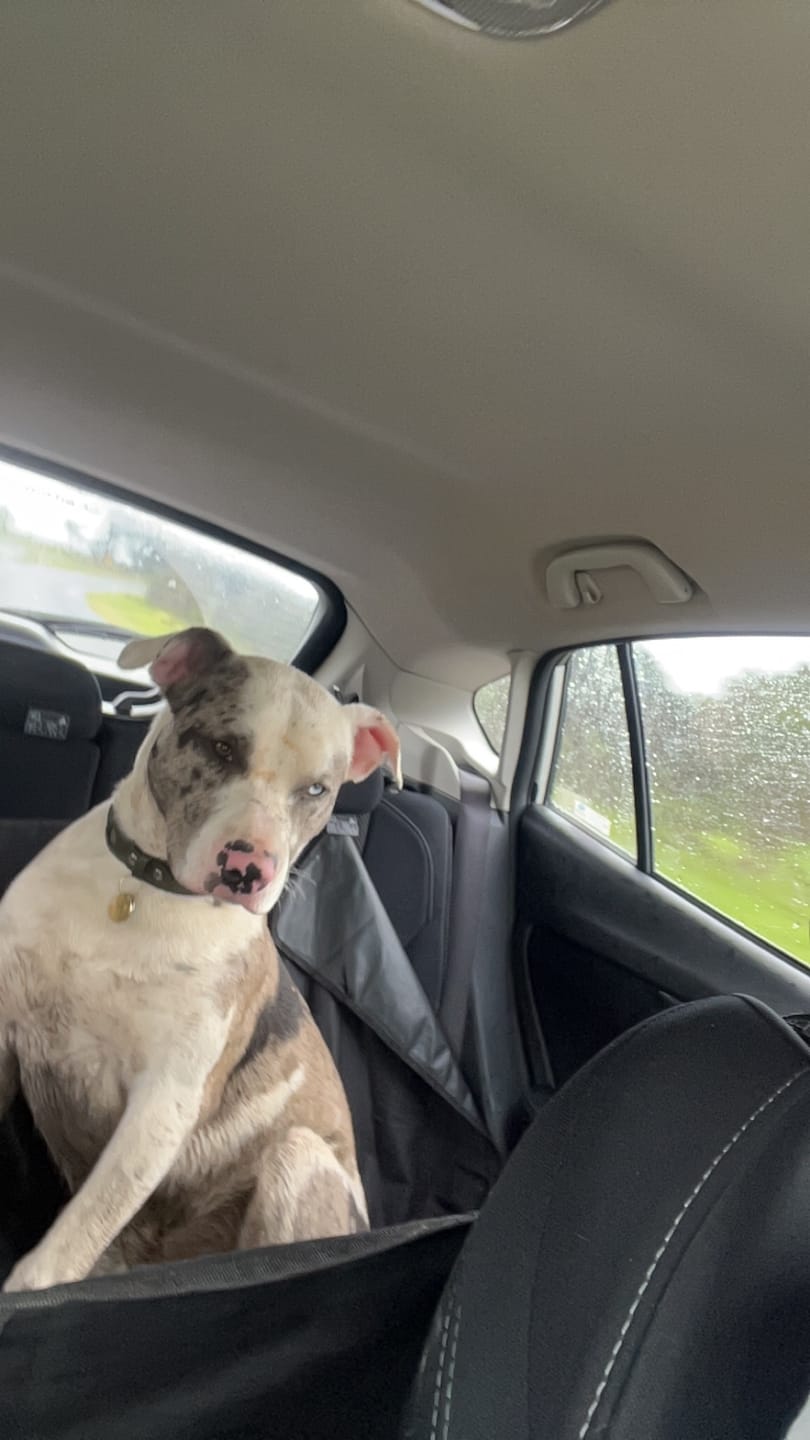 Customer photo review of Keepaws™ Vegan Leather AirTag Collar