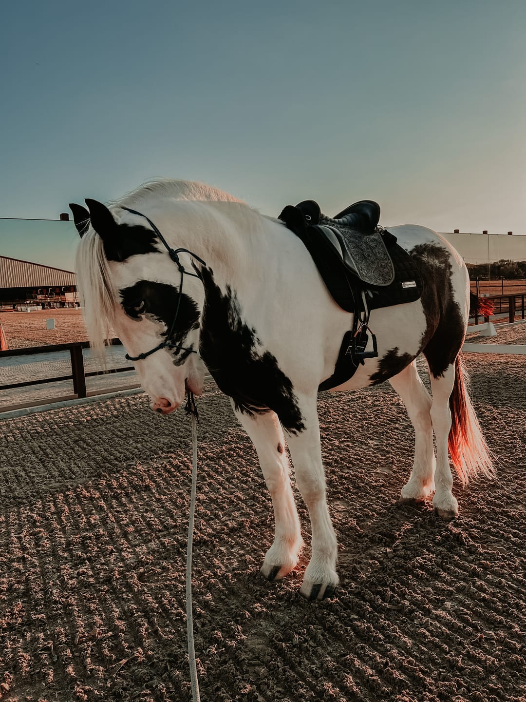 Customer photo review of Equine Aloe Vera Juice