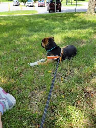 Customer photo review of FIDA 16ft Heavy Duty Retractable Dog Leash