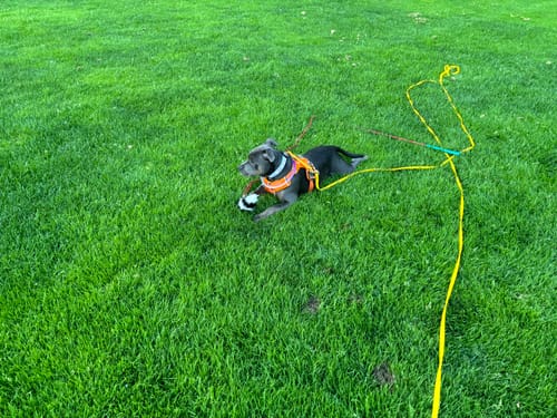 Customer photo review of Biothane Long Line with Detachable Handle