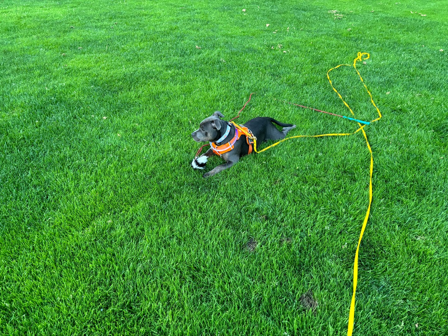 Customer photo review of Biothane Long Line with Detachable Handle