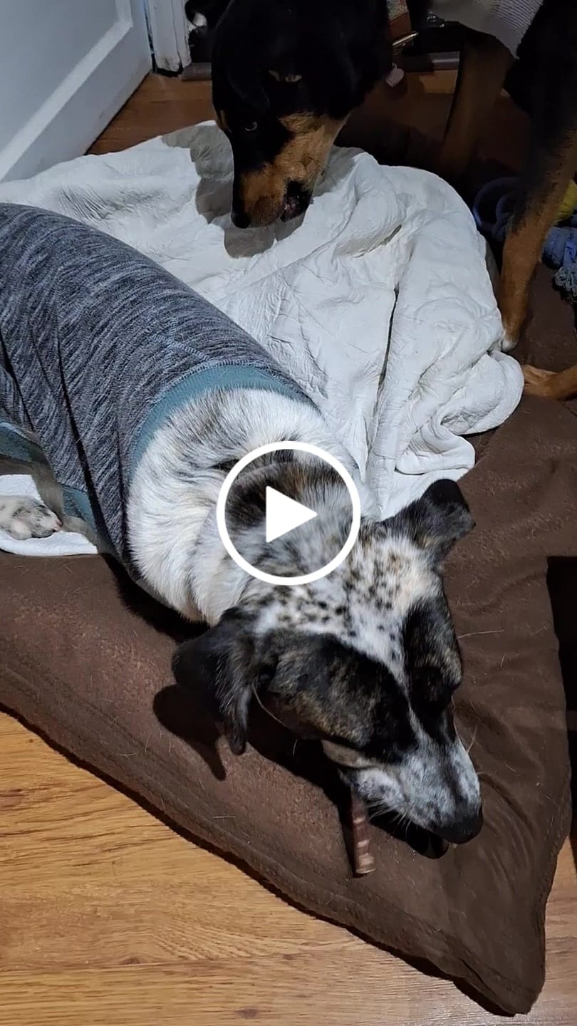 Customer video review of Bully Stick