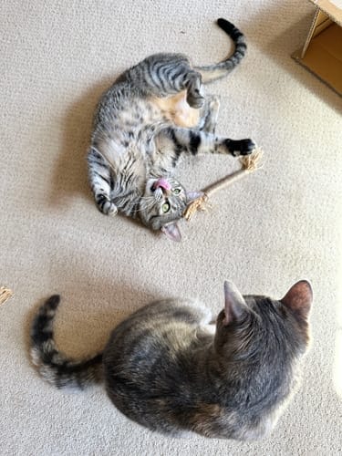 Customer photo review of RYERCAT Silvervine Cat Dental Sticks