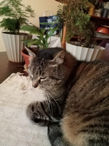 Customer photo review of Mousses riches en saumon & aux carottes (chaton)