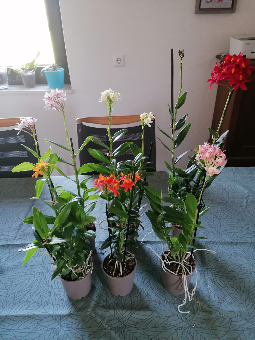 Customer photo review of Epidendrum Nordic Fire Dauerblüher im 3er Set