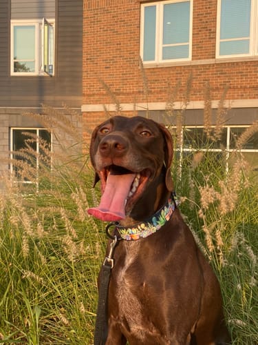 Customer photo review of Collar of the Month Club