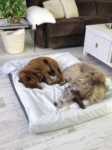 Customer photo review of PaWz Premium Memory Foam Calming Dog Bed