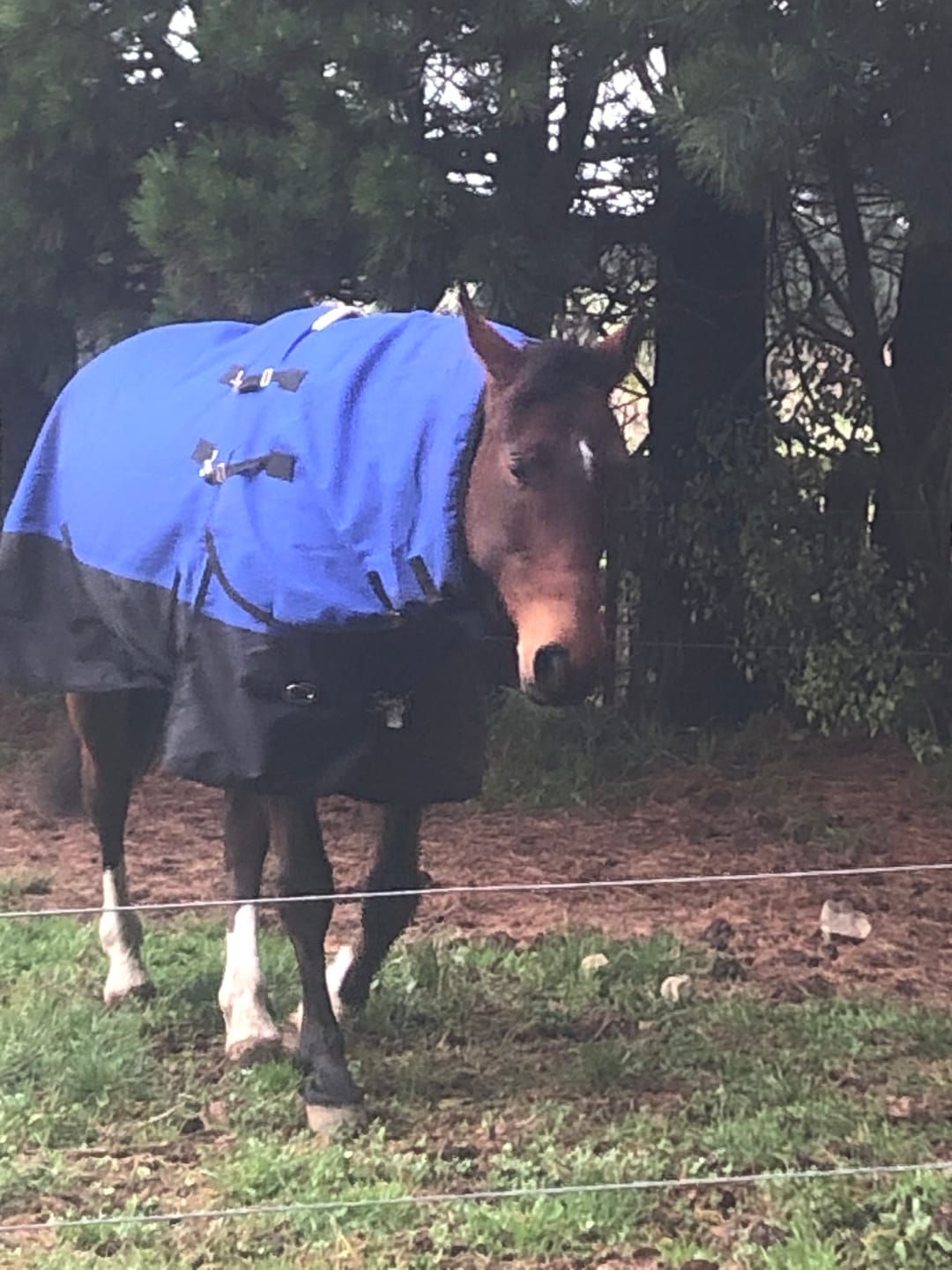 Customer photo review of Duke 1200d Detacha-neck