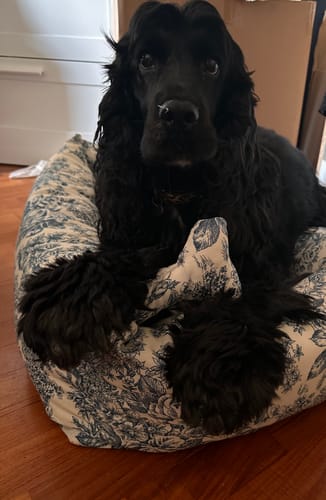 Customer photo review of Divanetto Cotone Toile De Jouy Bluette