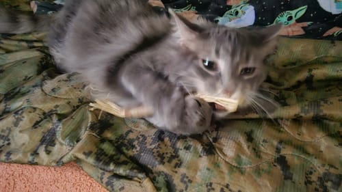 Customer photo review of RYERCAT Silvervine Cat Dental Sticks