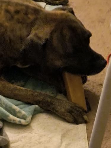 Customer photo review of TRADITIONAL HIMALAYAN YAK CHEWS | ALL SIZES