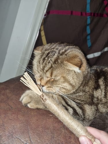 Customer photo review of RYERCAT Silvervine Cat Dental Sticks
