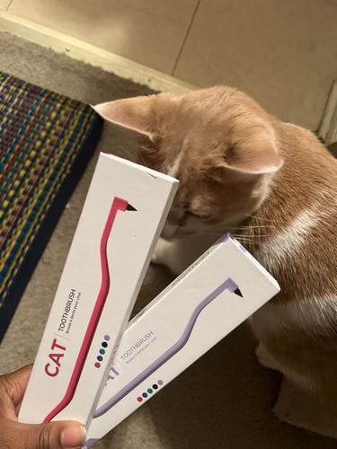 Customer photo review of RYERCAT Dual Sided Cat Toothbrush